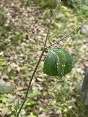 Hestina assimilis assimilis