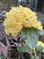 Pomaderris elliptica