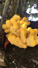 Laetiporus gilbertsonii