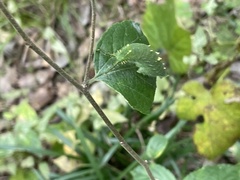 Hestina assimilis assimilis