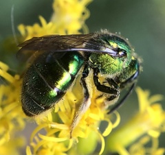 Paraugochloropsis