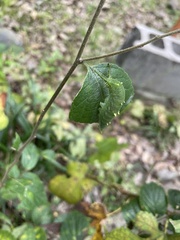 Hestina assimilis assimilis