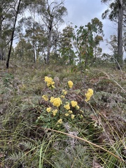 Pomaderris elliptica