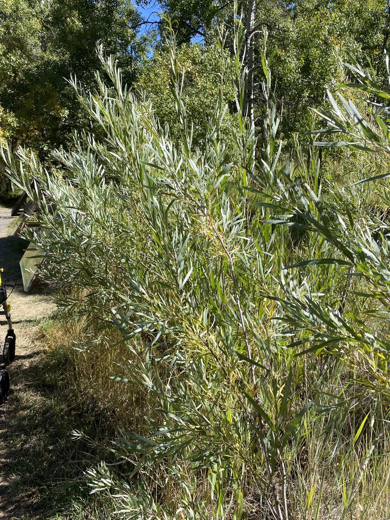 Narrowleaf Willow from Lake Tahoe Basin Management Unit, South Lake ...