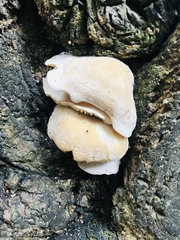 Pleurotus levis