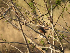 Agelaioides badius