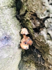 Pleurotus levis