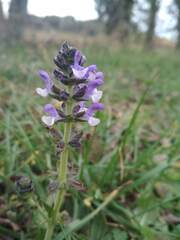 Salvia verbenaca