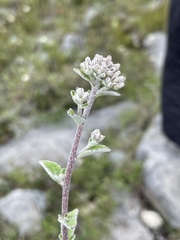 Stevia tomentosa
