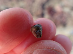 Micrelenchus tessellatus