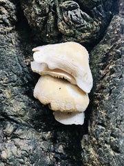 Pleurotus levis