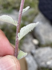 Stevia tomentosa