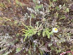 Polycalymma stuartii