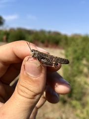 Arphia pseudonietana