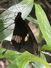 Parides iphidamas