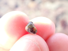 Micrelenchus tessellatus