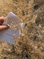 Lepidium perfoliatum