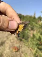 Arphia pseudonietana