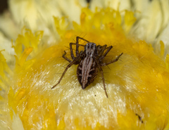Oxyopes gracilipes