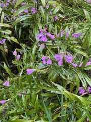Physostegia