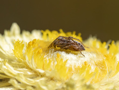 Oxyopes gracilipes