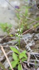 Mitreola