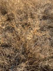 Lepidium perfoliatum