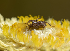 Oxyopes gracilipes