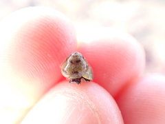 Micrelenchus tessellatus