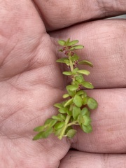 Pilea microphylla