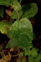 Scutellaria altissima