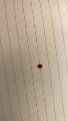 Exochomus marginipennis