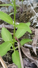 Mitreola