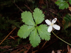 Rubus pedatus