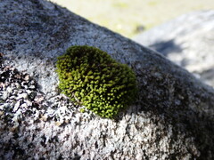 Plenogemma phyllantha