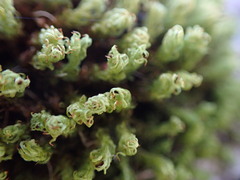 Plenogemma phyllantha