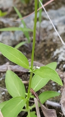 Mitreola