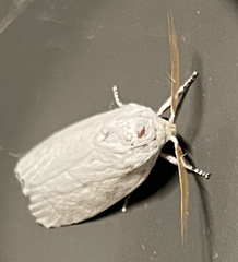 Cryptophasa balteata