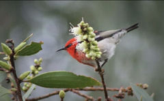 Cryptophasa balteata