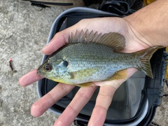 Lepomis microlophus