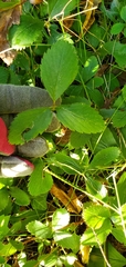 Fragaria virginiana