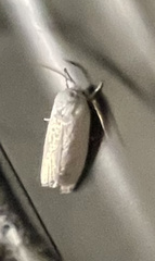 Cryptophasa balteata