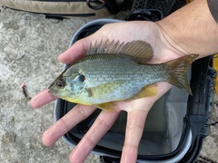 Lepomis microlophus