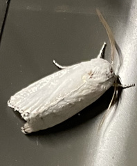 Cryptophasa balteata