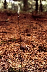 Spiranthes lacera lacera