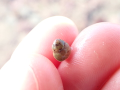 Micrelenchus tessellatus