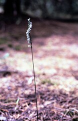 Spiranthes lacera lacera
