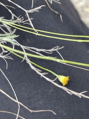 Thymophylla setifolia