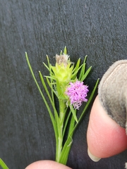 Liatris squarrosa