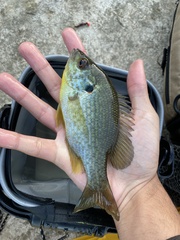 Lepomis microlophus